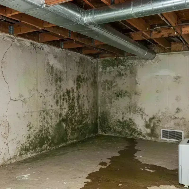 Professional Mold Removal in Appleton City, MO